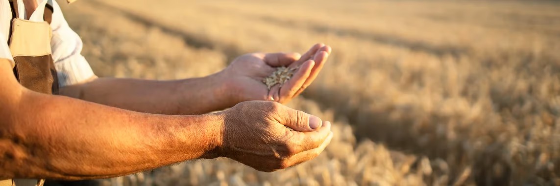 Imagem da Sementes Roos no case com a Fill Tecnologia no site do GTISUL.